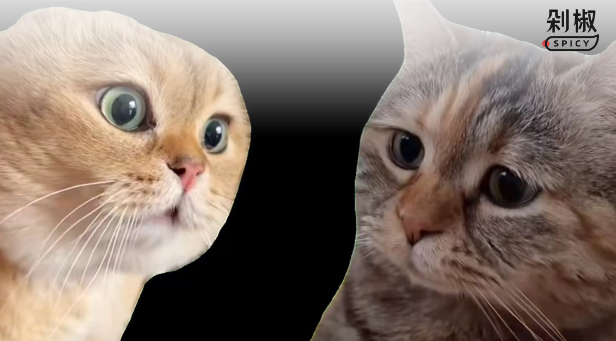 猫meme走红，赛博时代的“情绪消化剂”